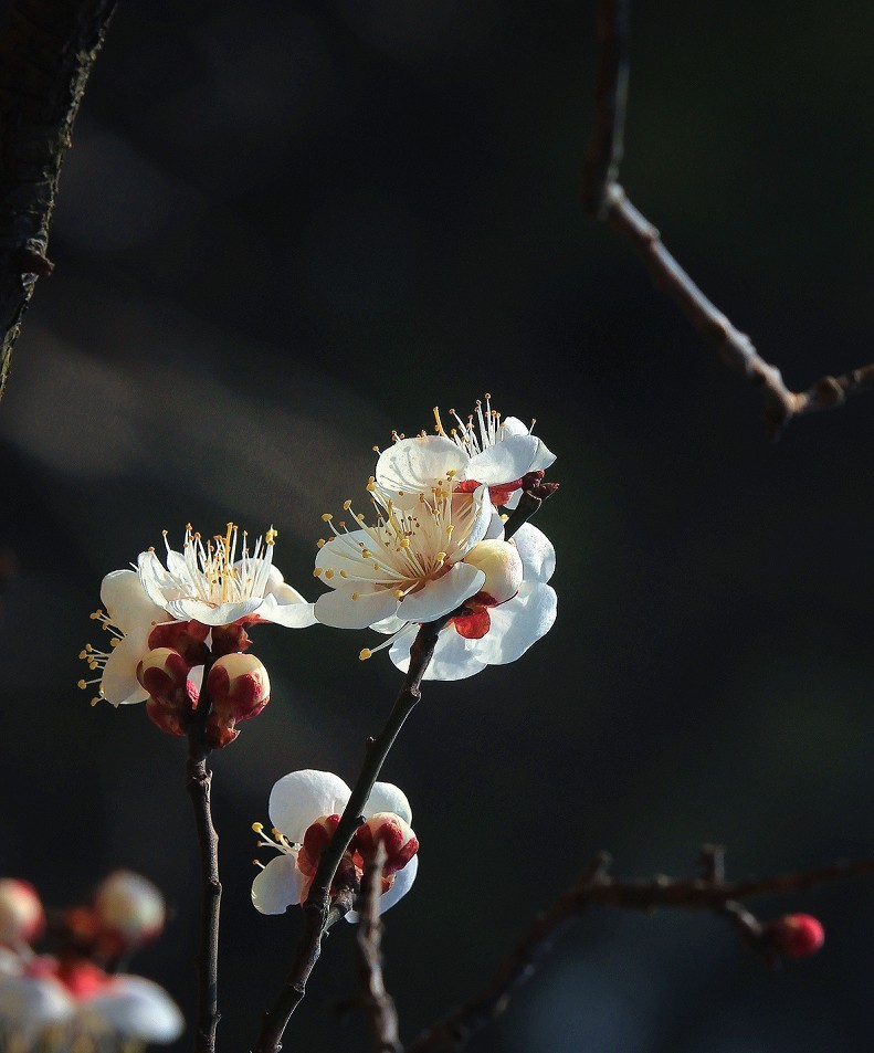 万分激动迎春帖改技术贴《春天梅花迎春花还有鸟和大妹妹》憋了三天终于上来了！
