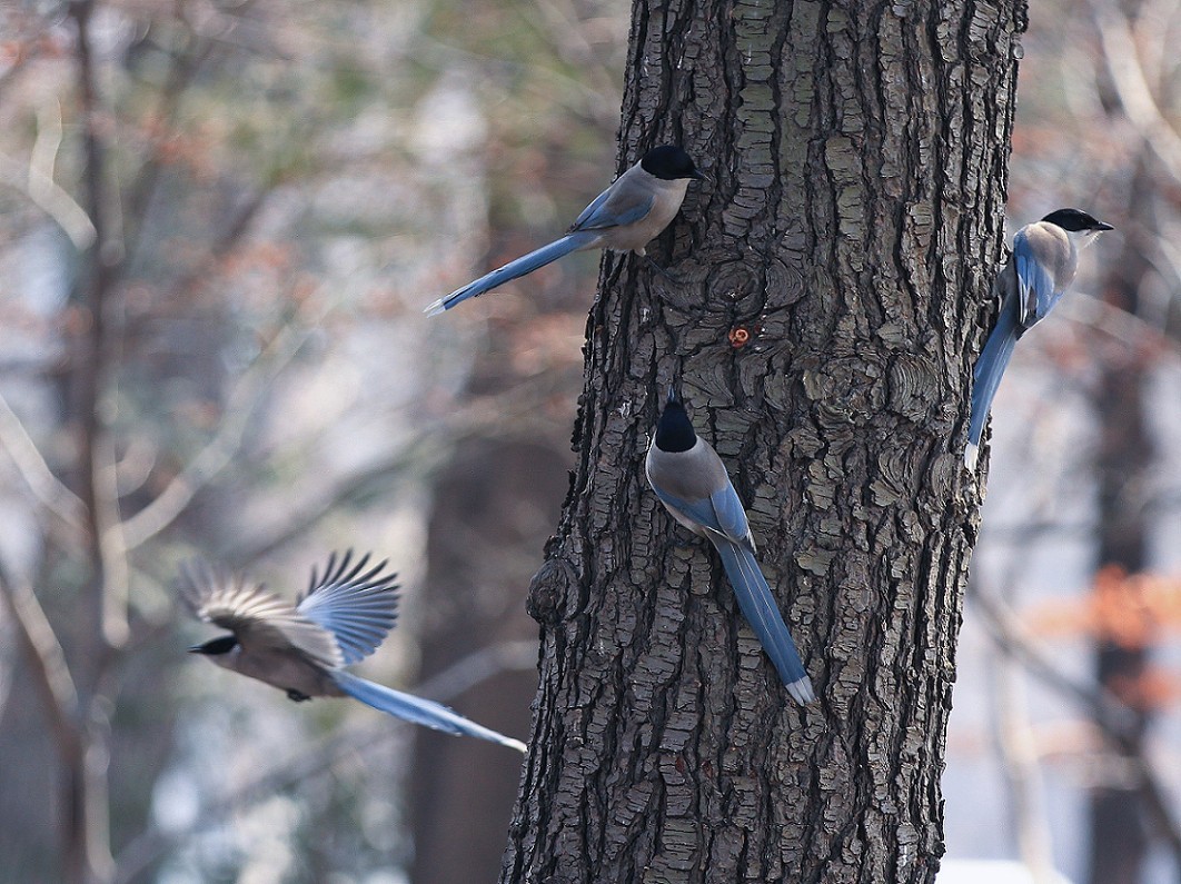 万分激动迎春帖改技术贴《春天梅花迎春花还有鸟和大妹妹》憋了三天终于上来了！