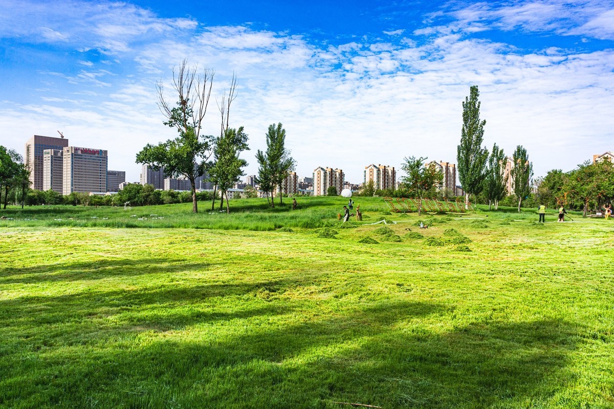 小草公园 草的世界