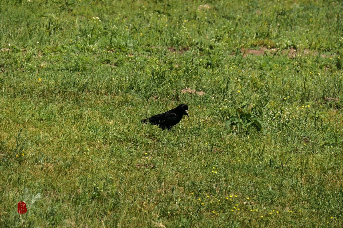 新疆游拍-喀纳斯2