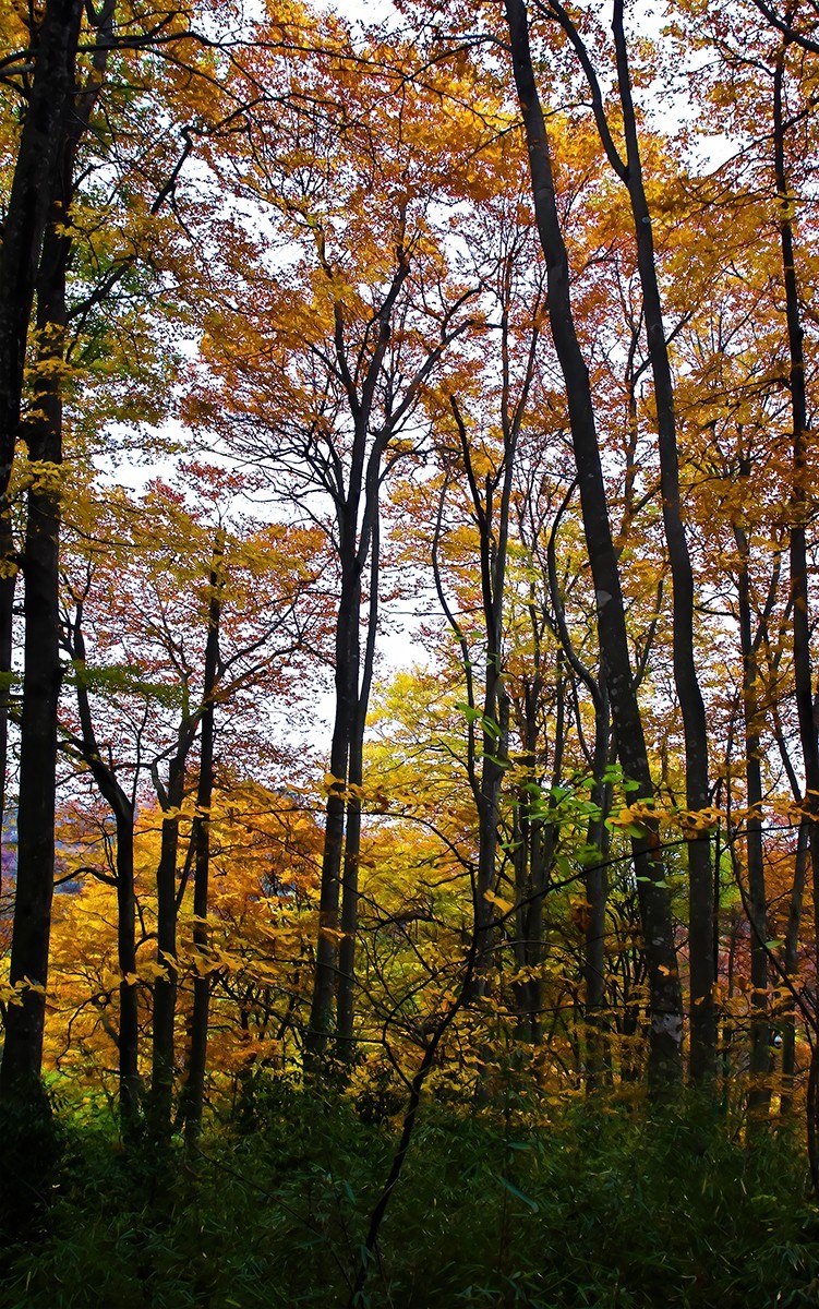 层林尽染红叶时，醉美光雾山