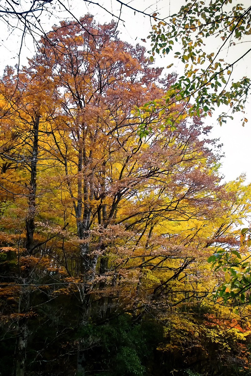 层林尽染红叶时，醉美光雾山