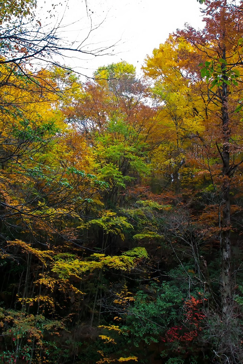 层林尽染红叶时，醉美光雾山