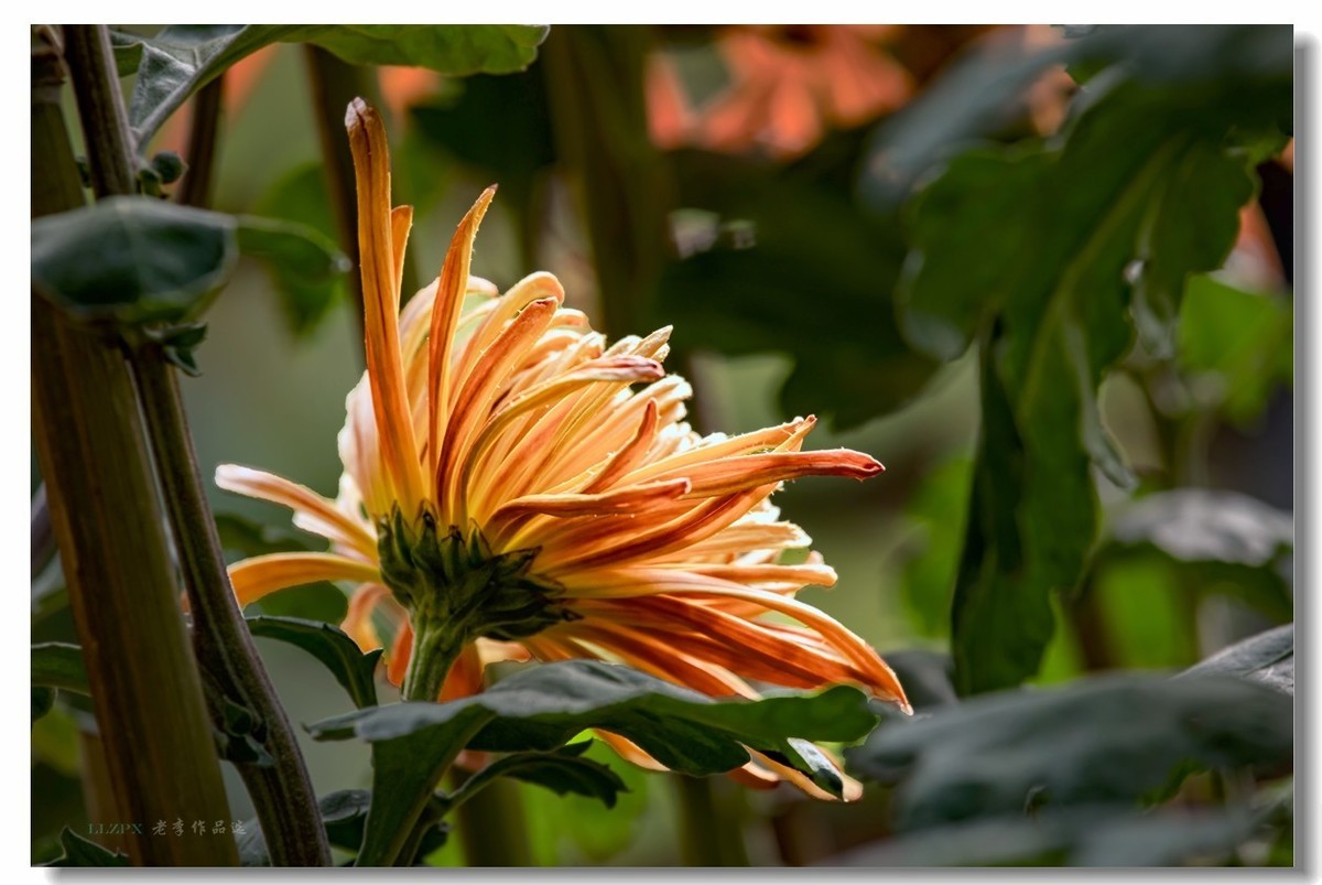 秋菊--北京市市花