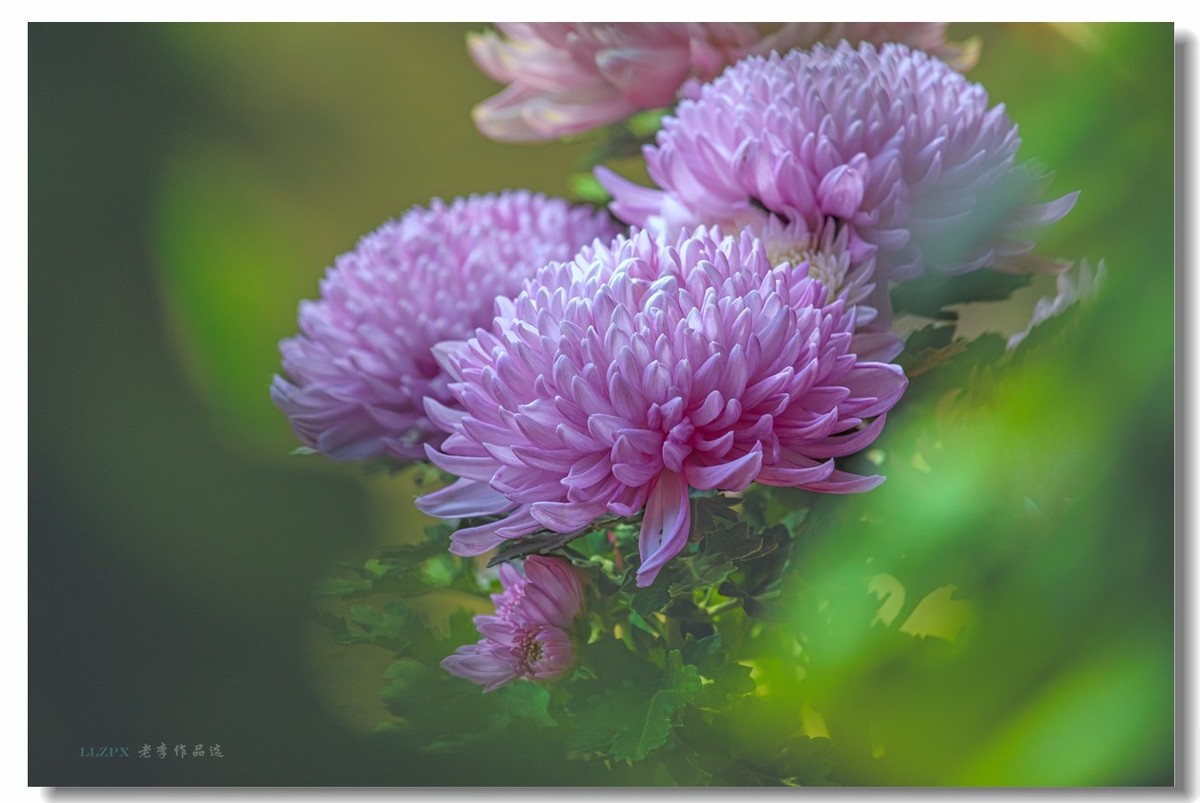 秋菊--北京市市花