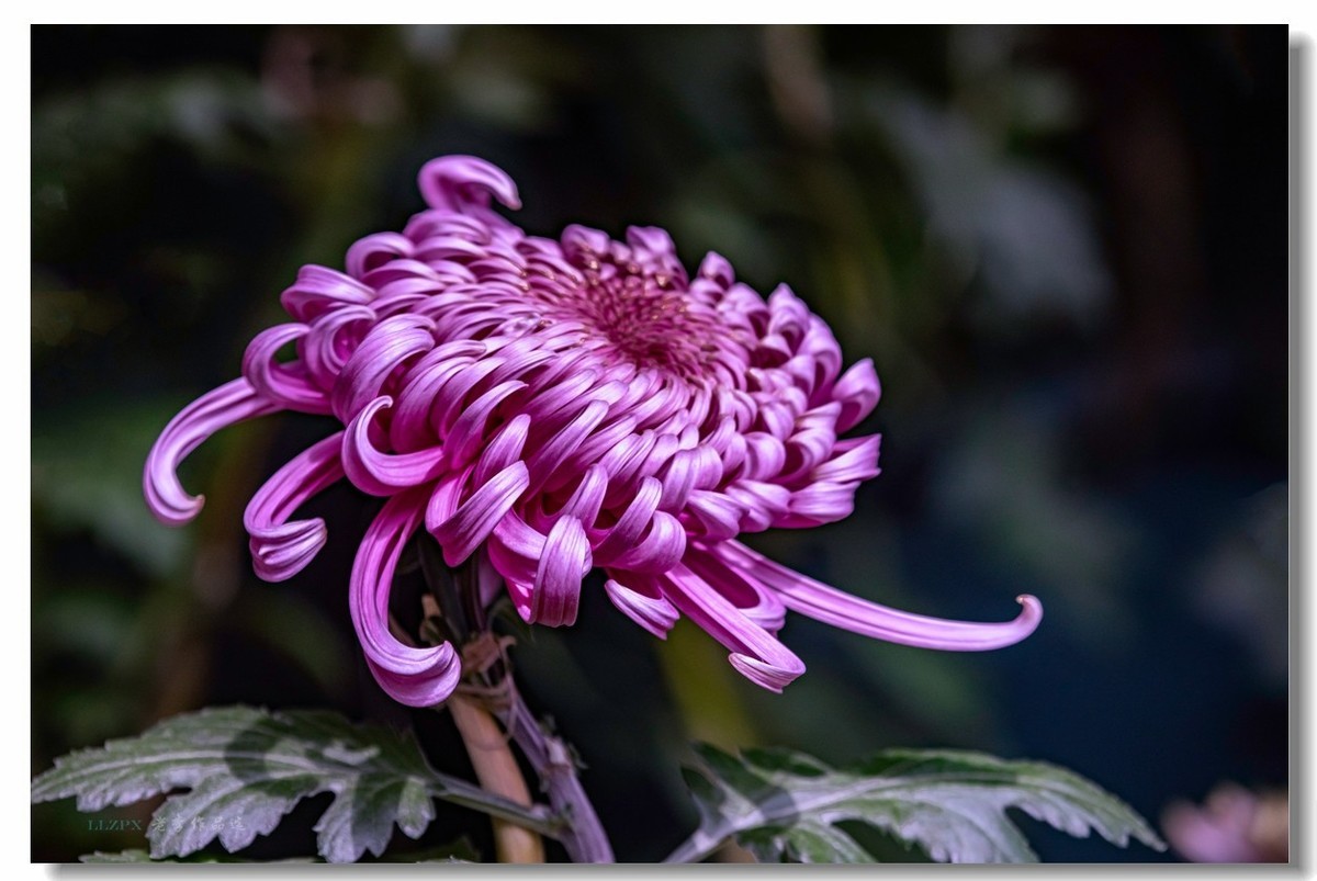 秋菊--北京市市花