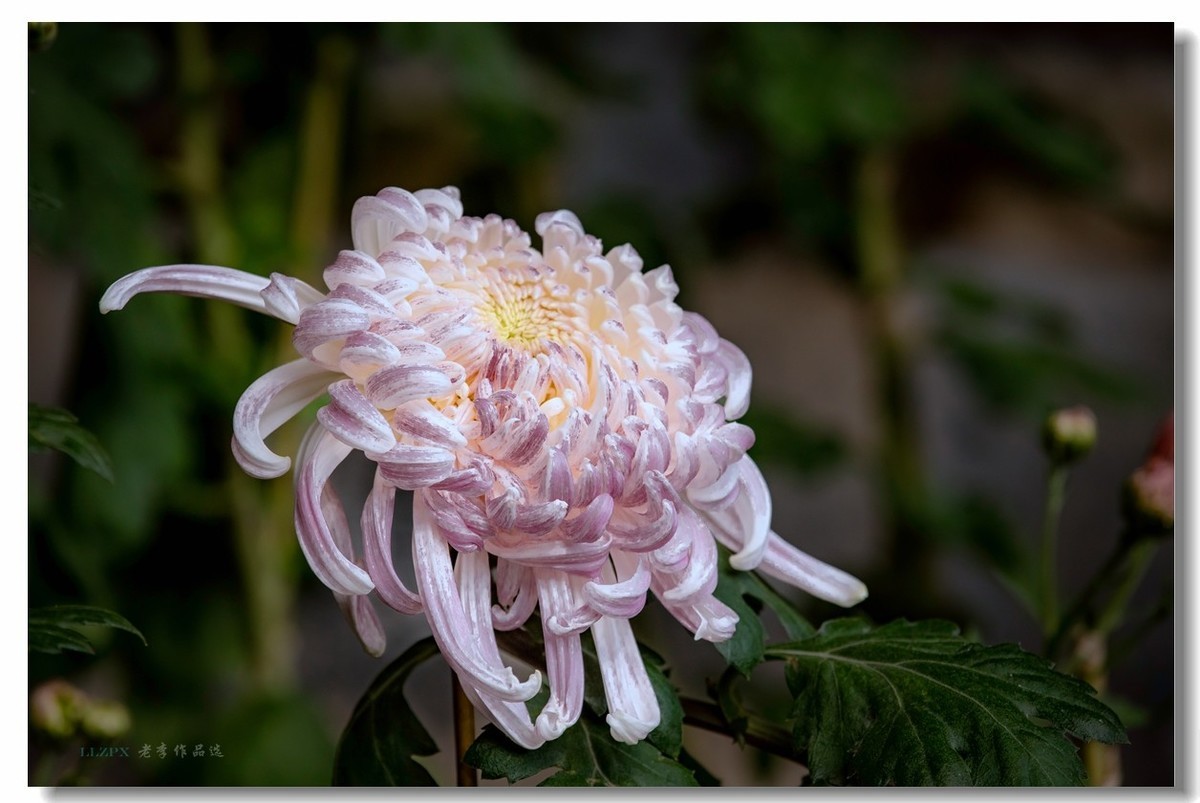 秋菊--北京市市花