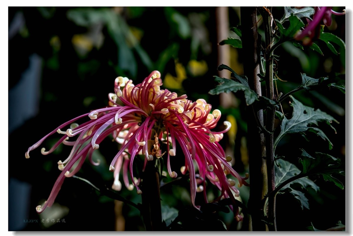 秋菊--北京市市花