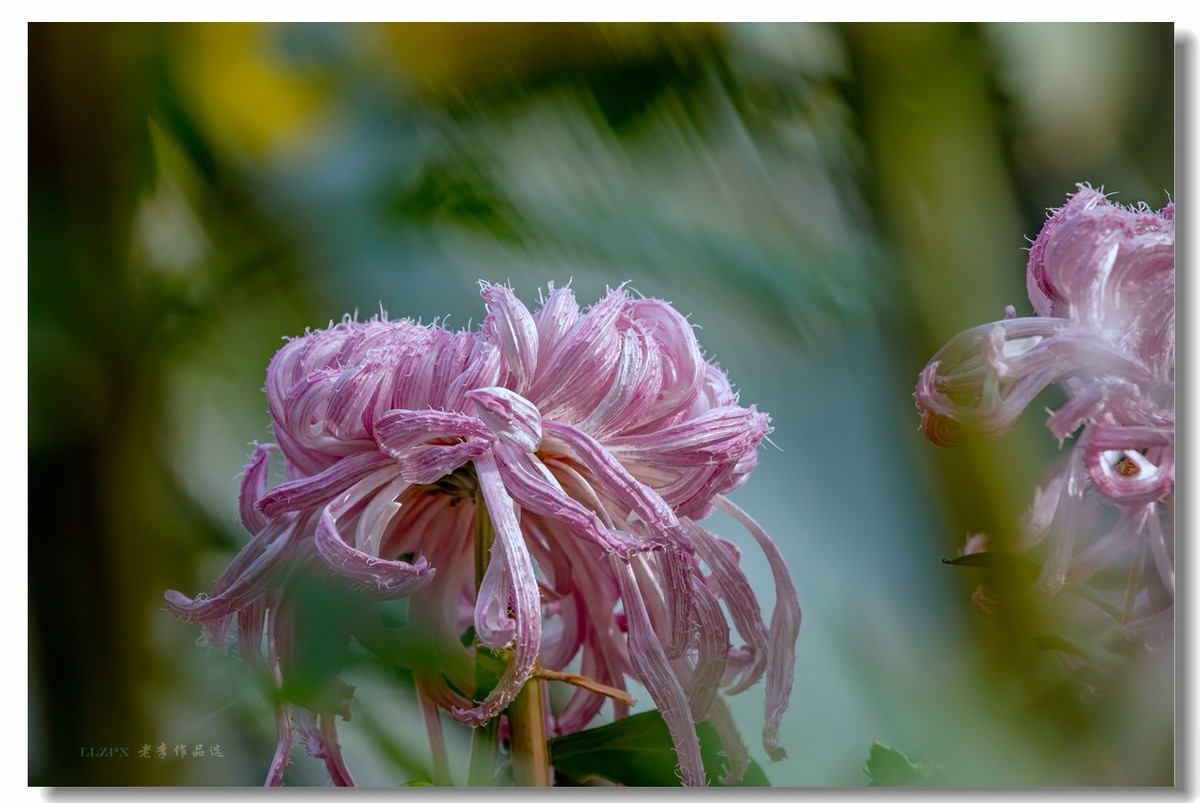 秋菊--北京市市花