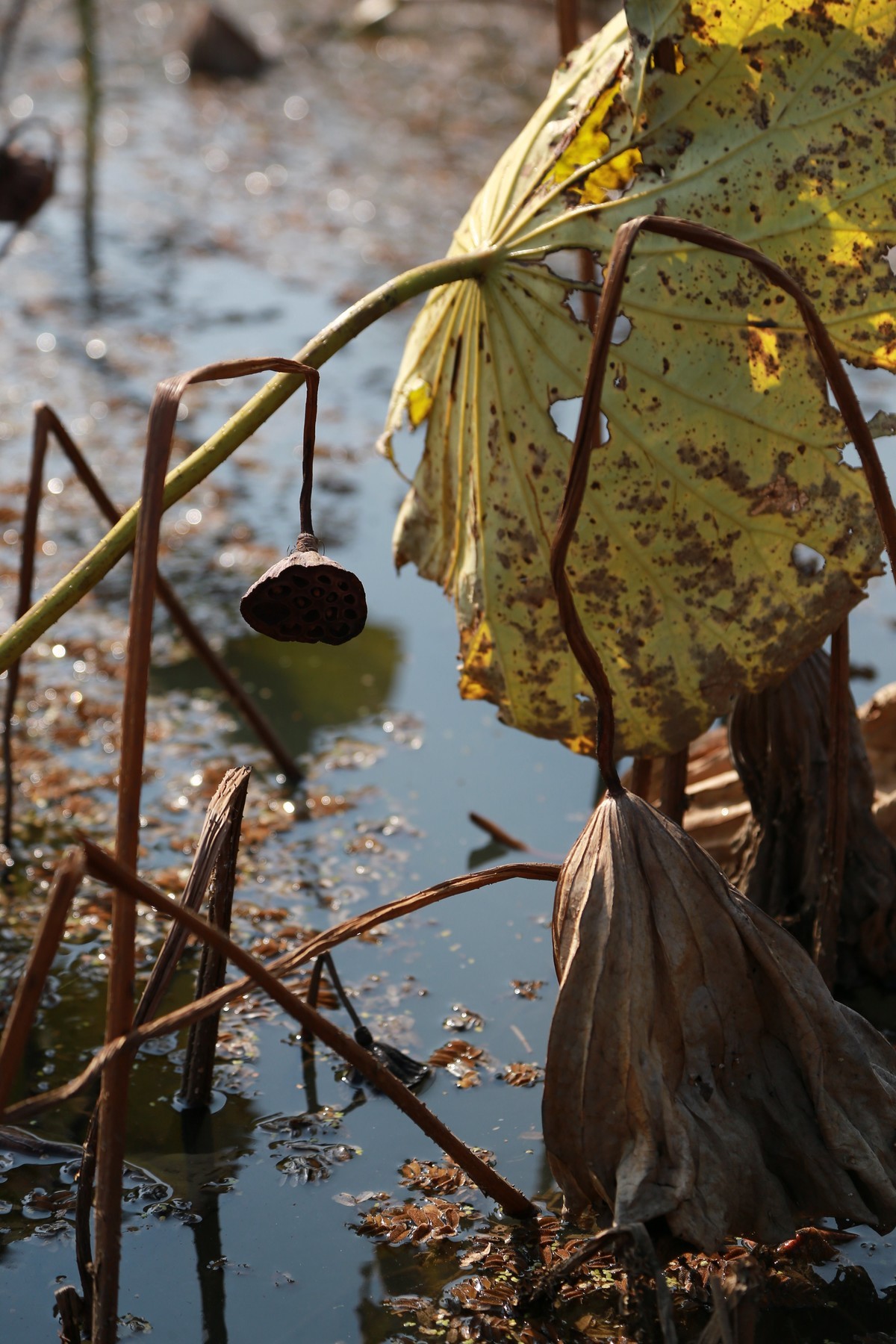 略微有点杂乱的冬日残荷