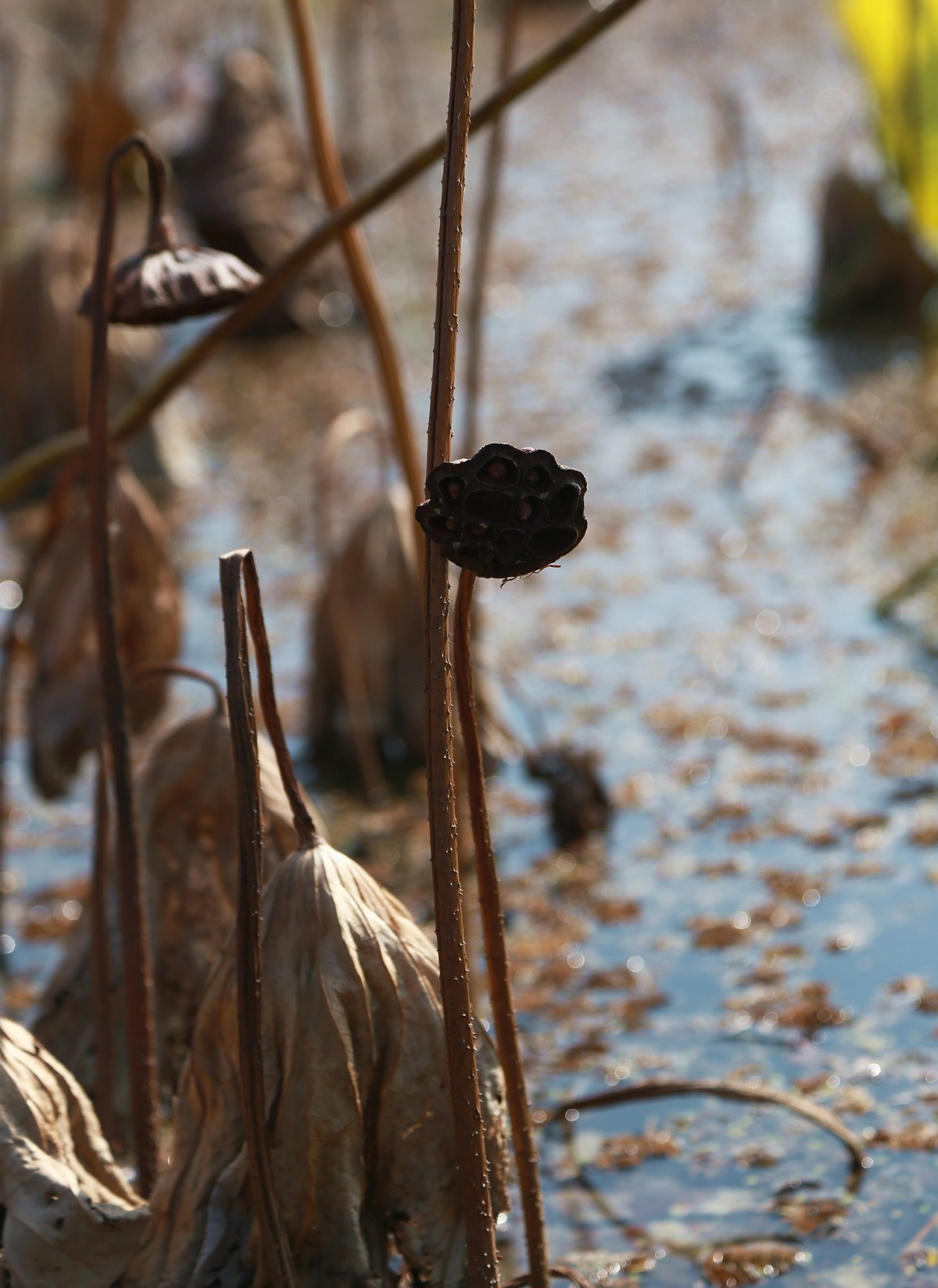 略微有点杂乱的冬日残荷