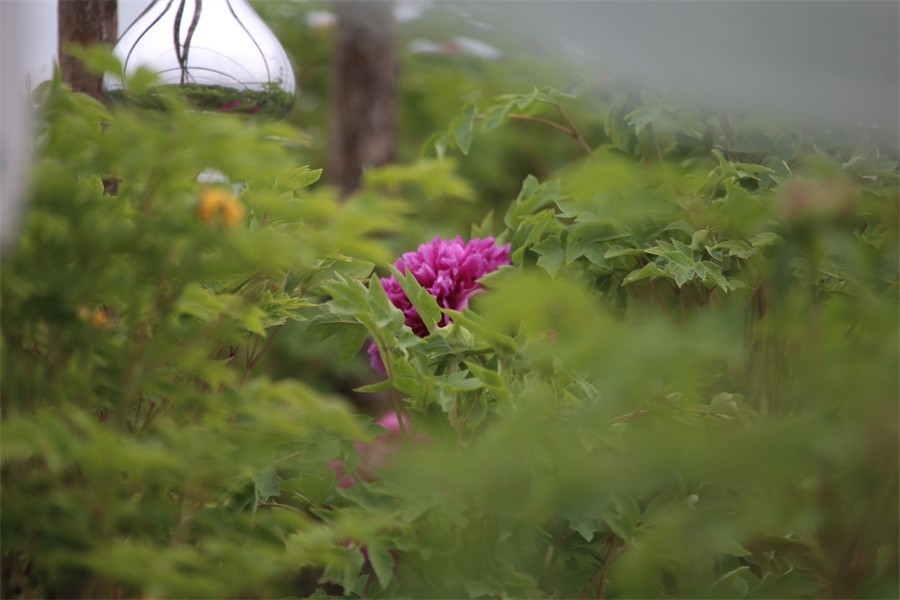 春天百花争艳牡丹悄悄绽放