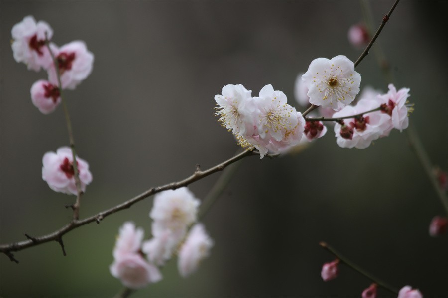 春天百花争艳牡丹悄悄绽放