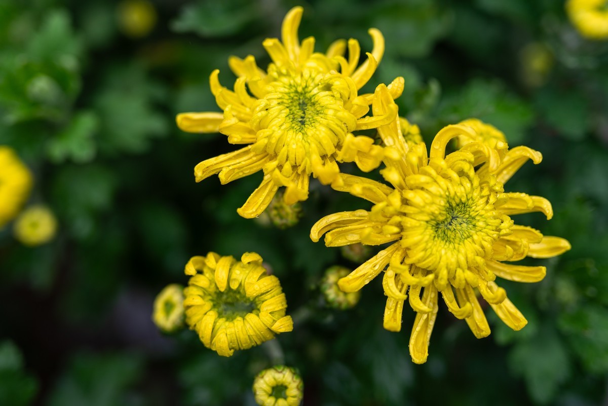 花卉世界影集－1