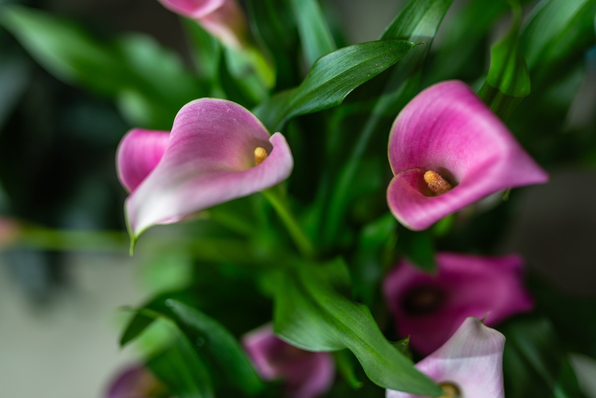 花卉世界影集－1