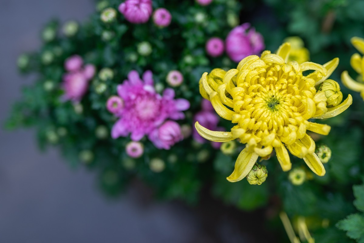 花卉世界影集－1