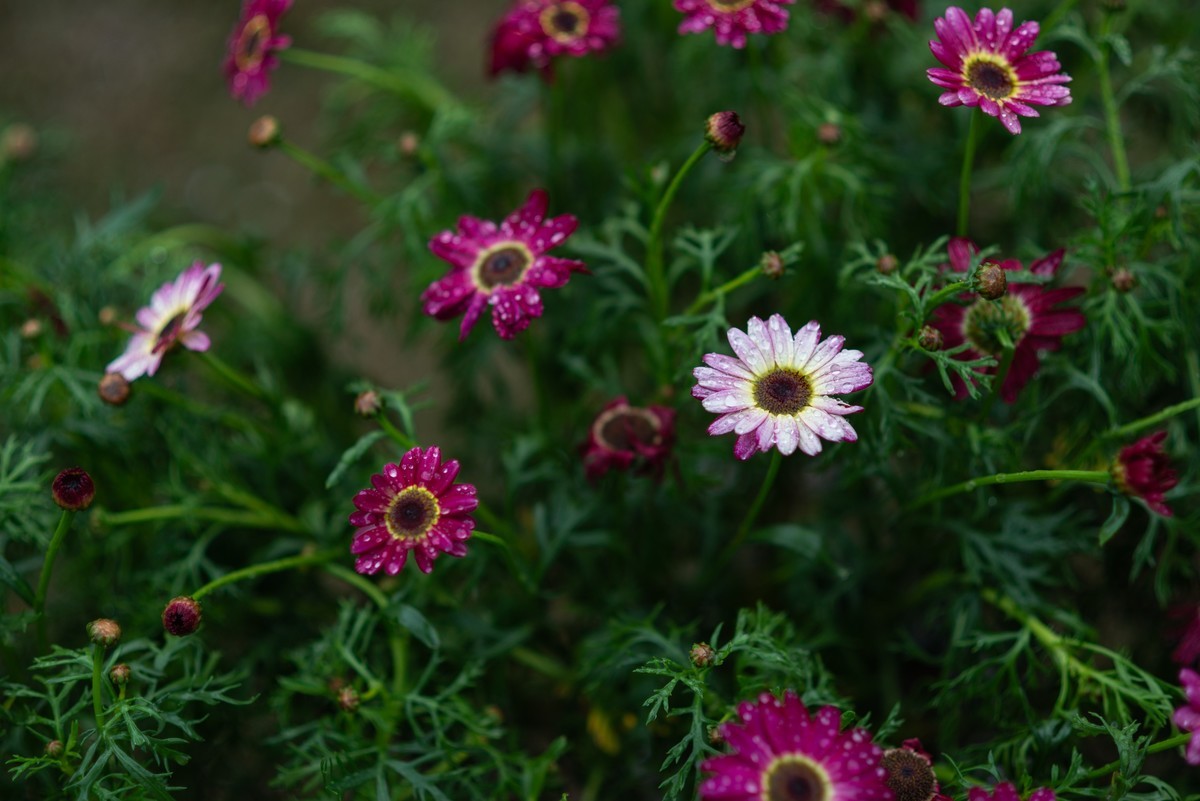 花卉世界影集－1