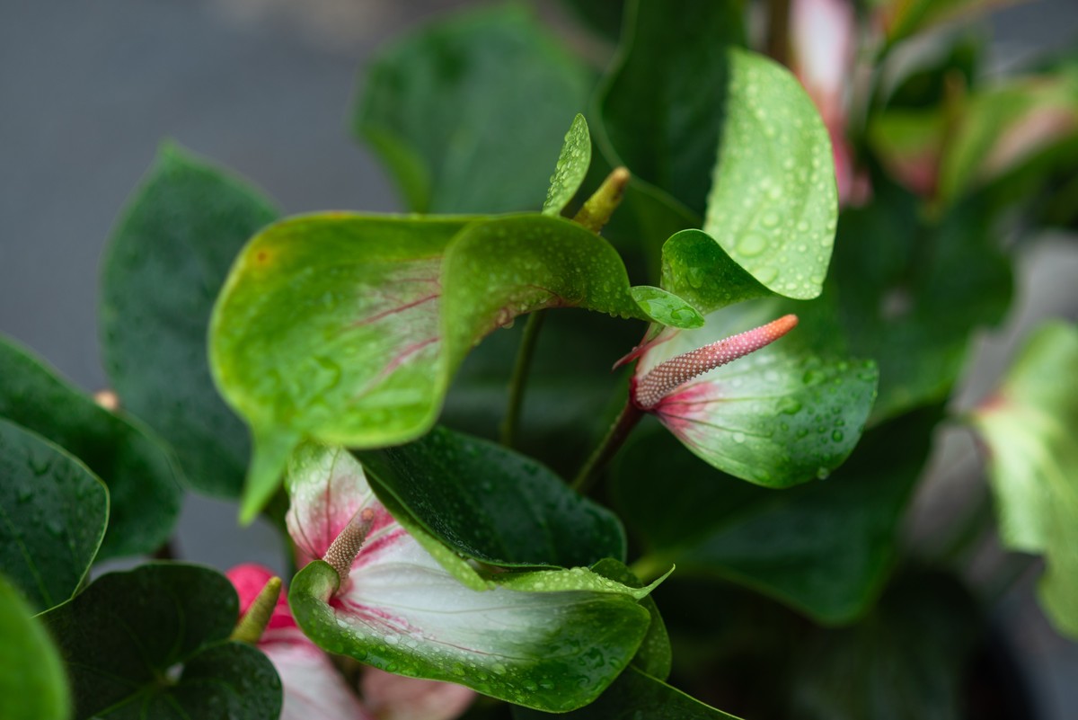 花卉世界影集－1