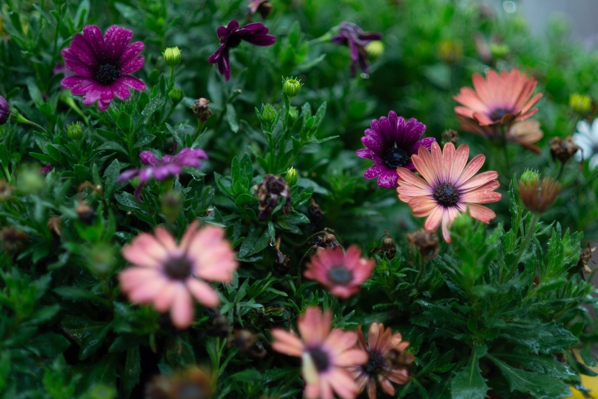 花卉世界影集－1