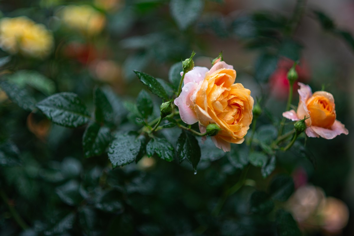 花卉世界影集－1