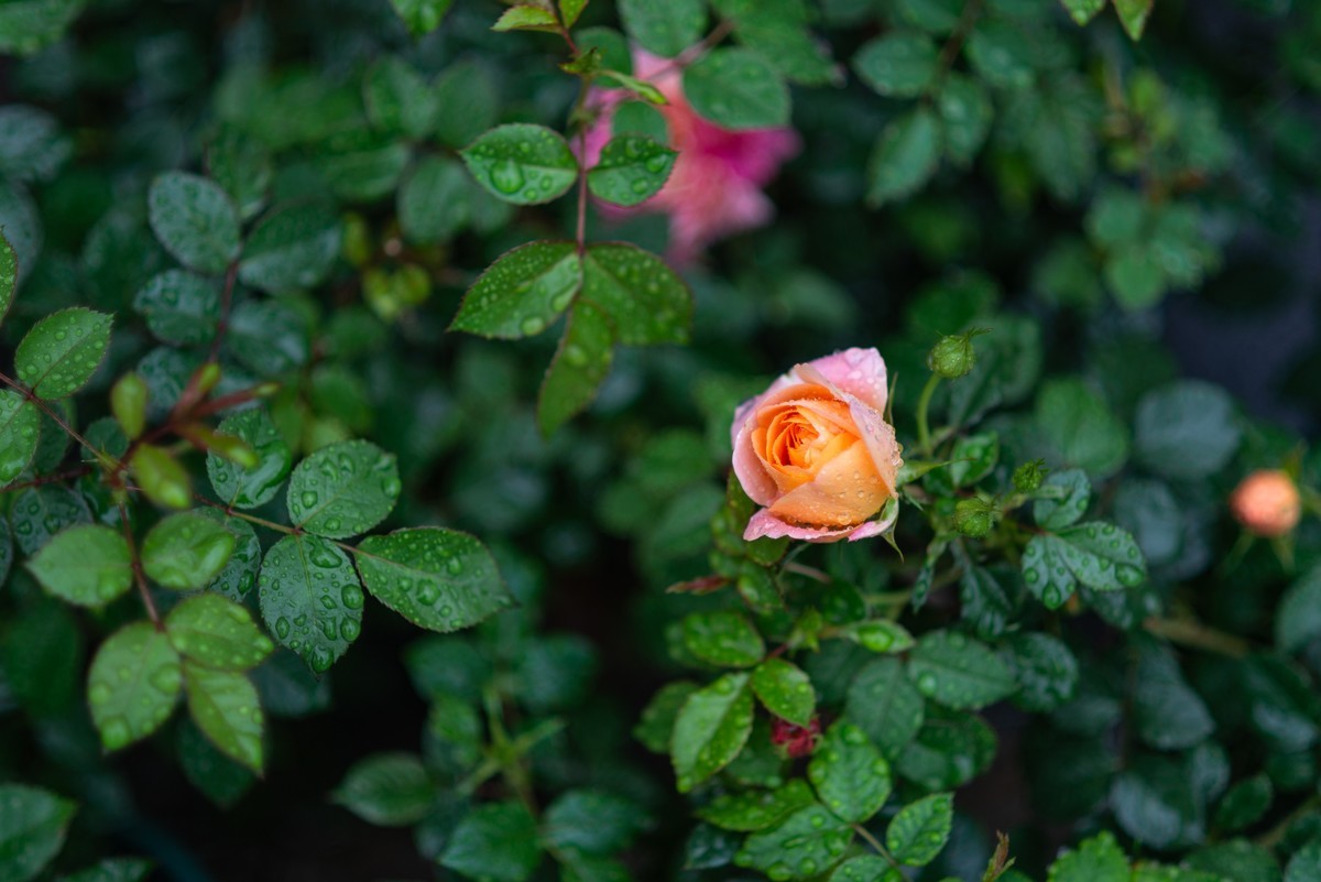 花卉世界影集－1