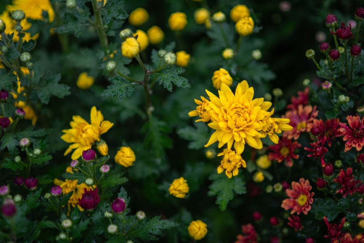 花卉世界影集－1