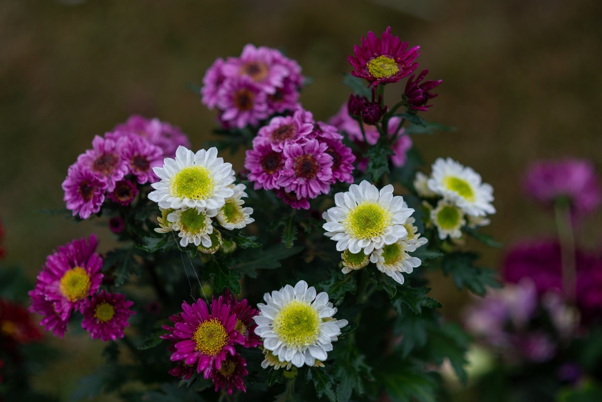 花卉世界影集－1