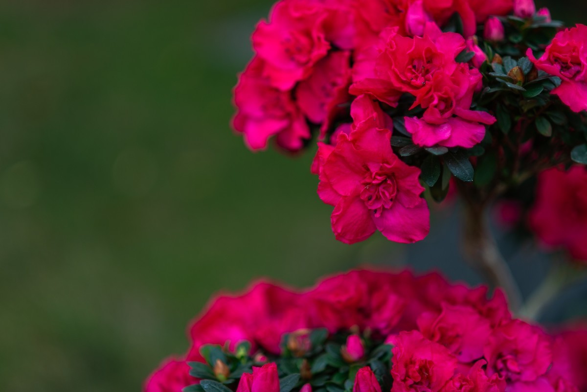 花卉世界影集－1