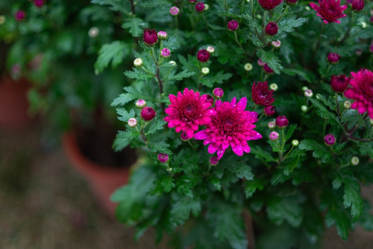 花卉世界影集－1