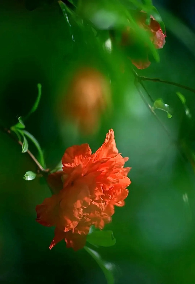 石榴花