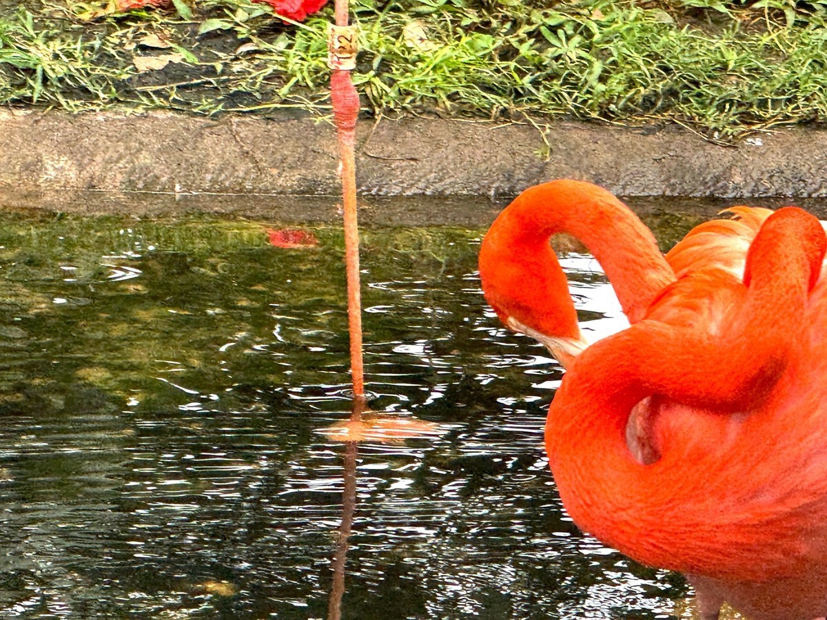 澄迈富力红树湾--火烈鸟[手机图]