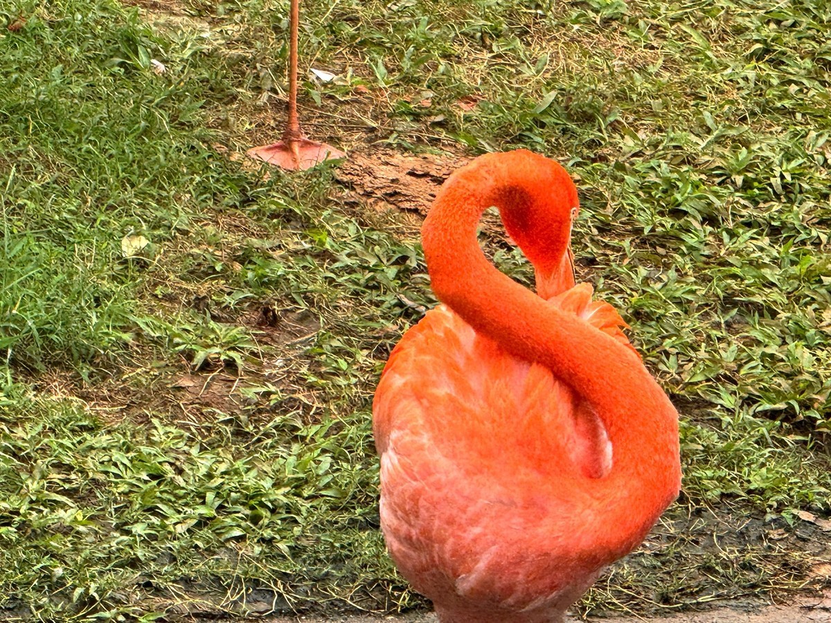 澄迈富力红树湾--火烈鸟[手机图]