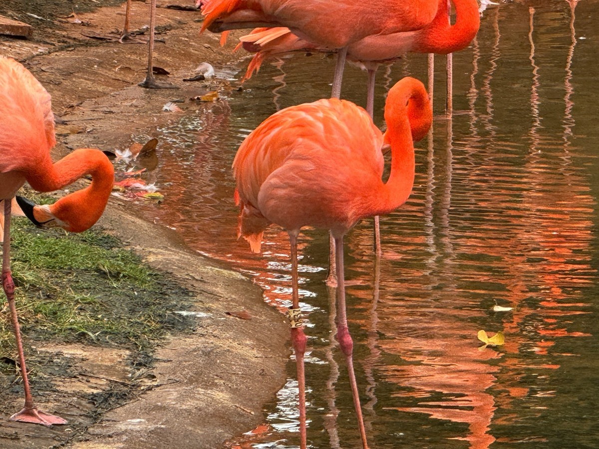 澄迈富力红树湾--火烈鸟[手机图]