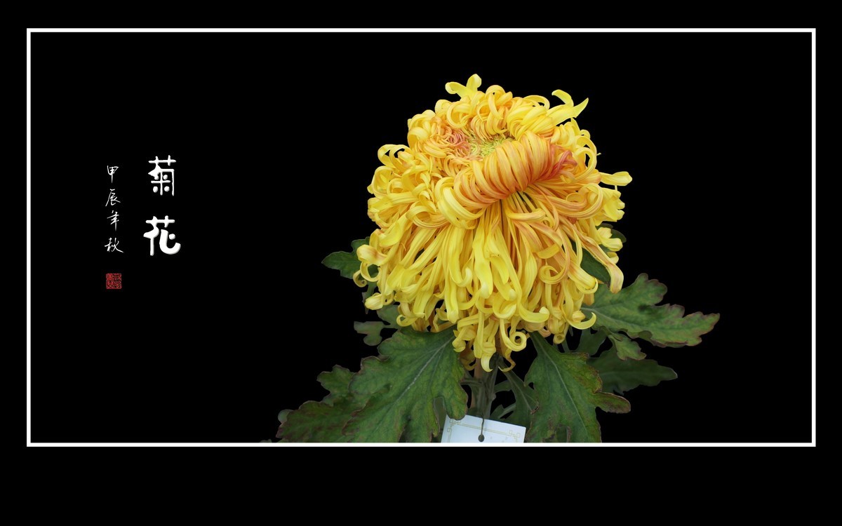 不惧寒风的秋菊花