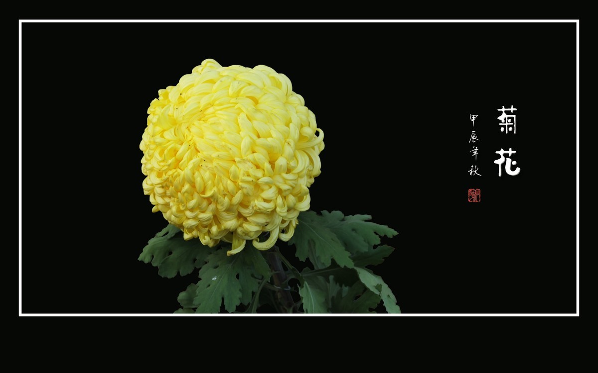 不惧寒风的秋菊花