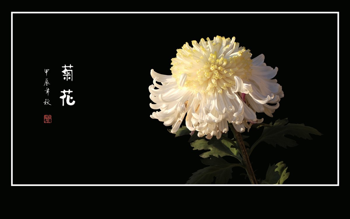 不惧寒风的秋菊花
