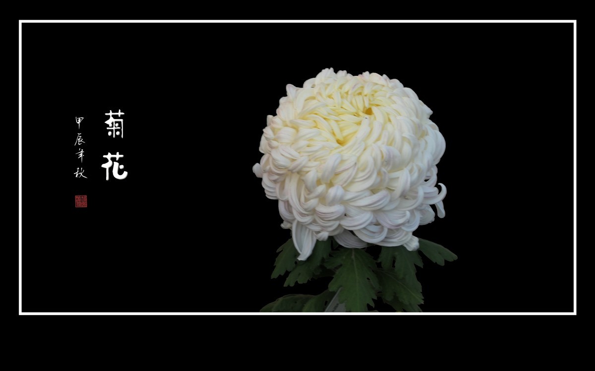 不惧寒风的秋菊花