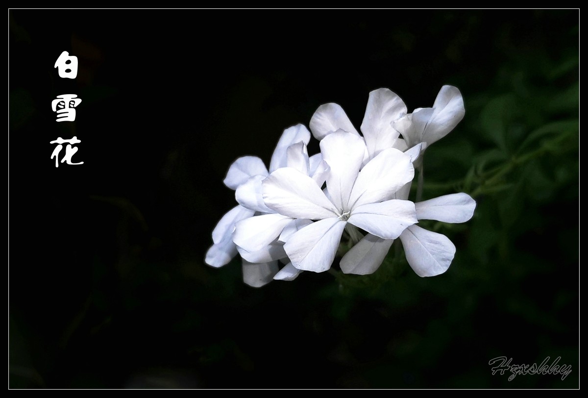 白雪花（2024275）