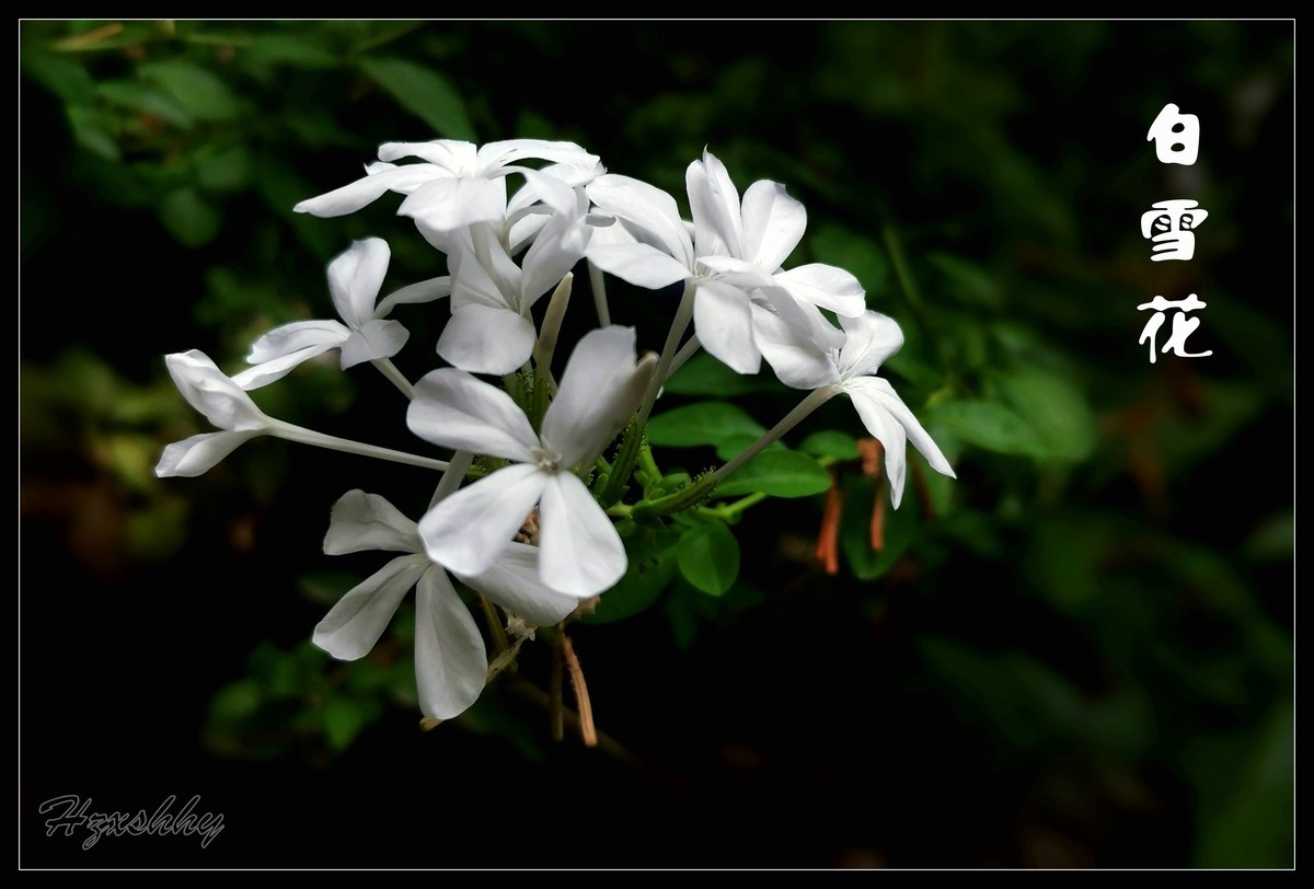 白雪花（2024275）