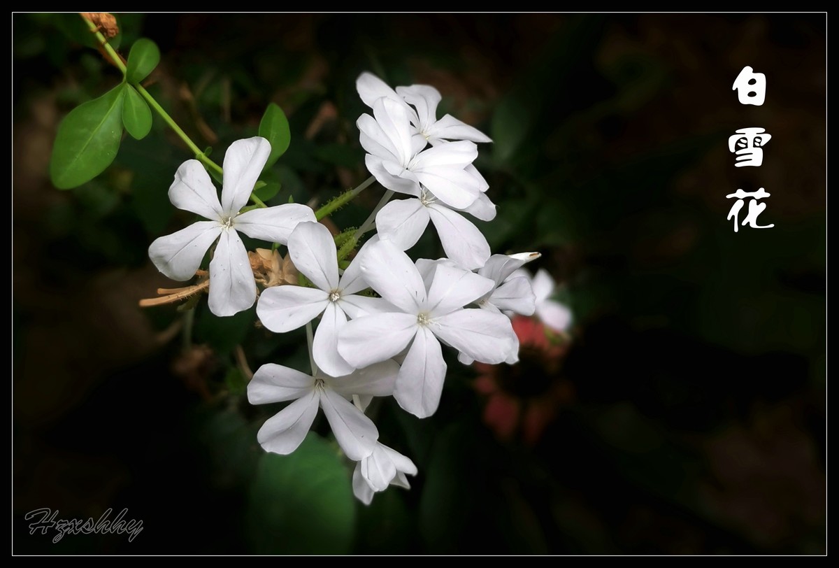 白雪花（2024275）