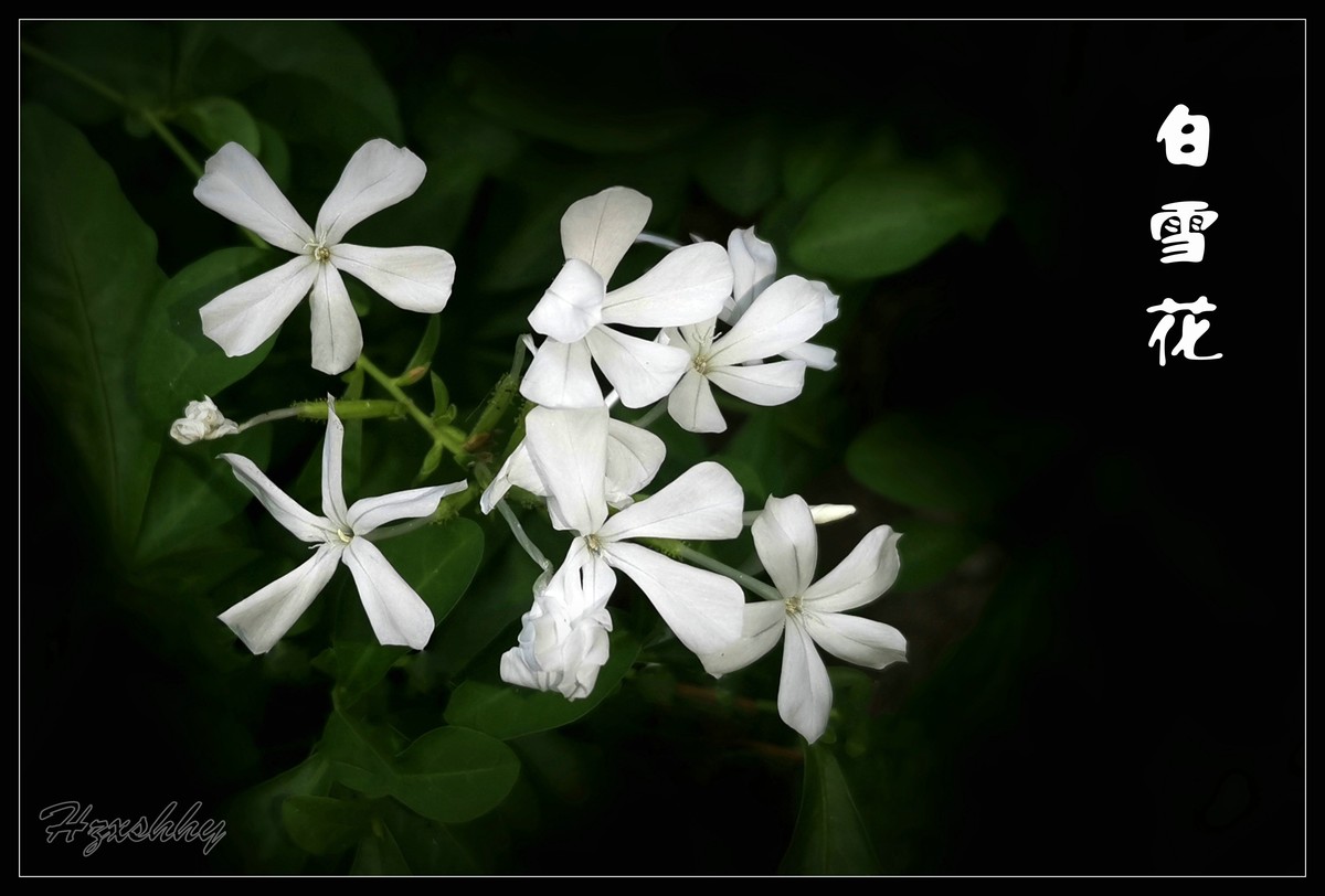 白雪花（2024275）