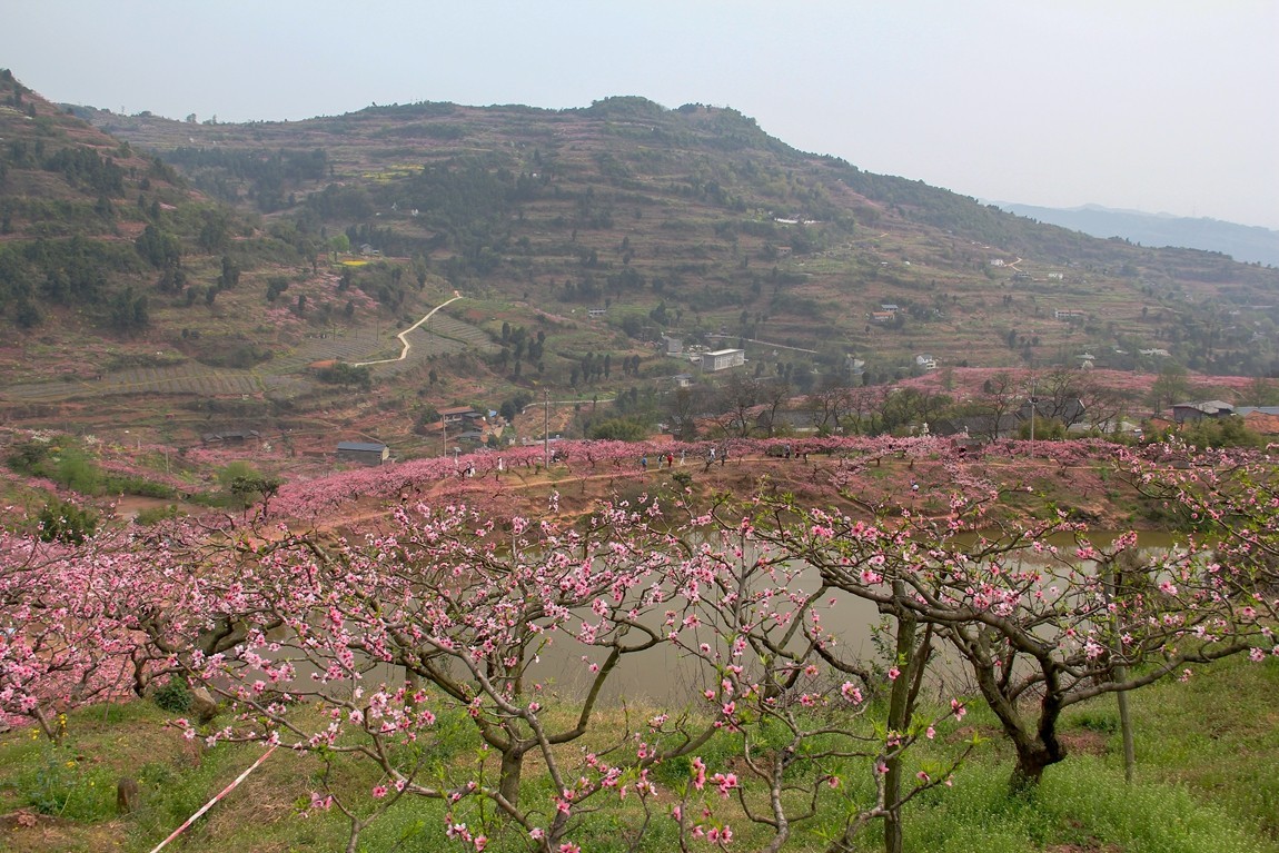 龙泉桃花沟景区图片