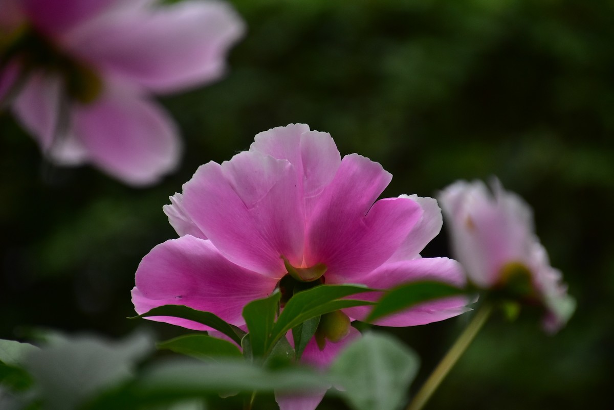 牡丹刚谢幕，芍药又芬芳