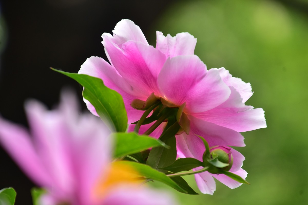 牡丹刚谢幕，芍药又芬芳