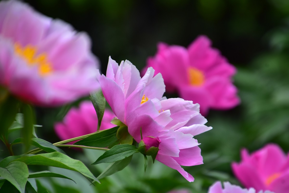 牡丹刚谢幕，芍药又芬芳