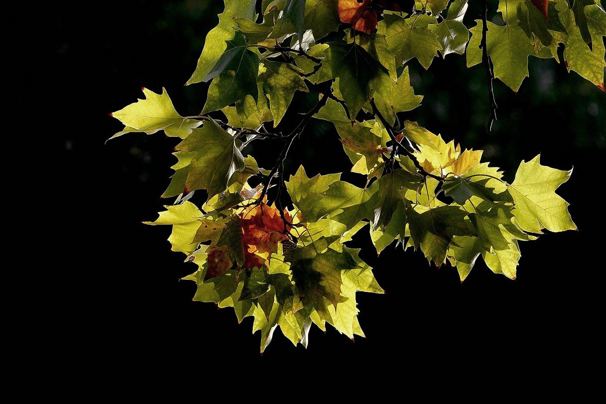 天凉好个秋——渐黄的梧桐叶