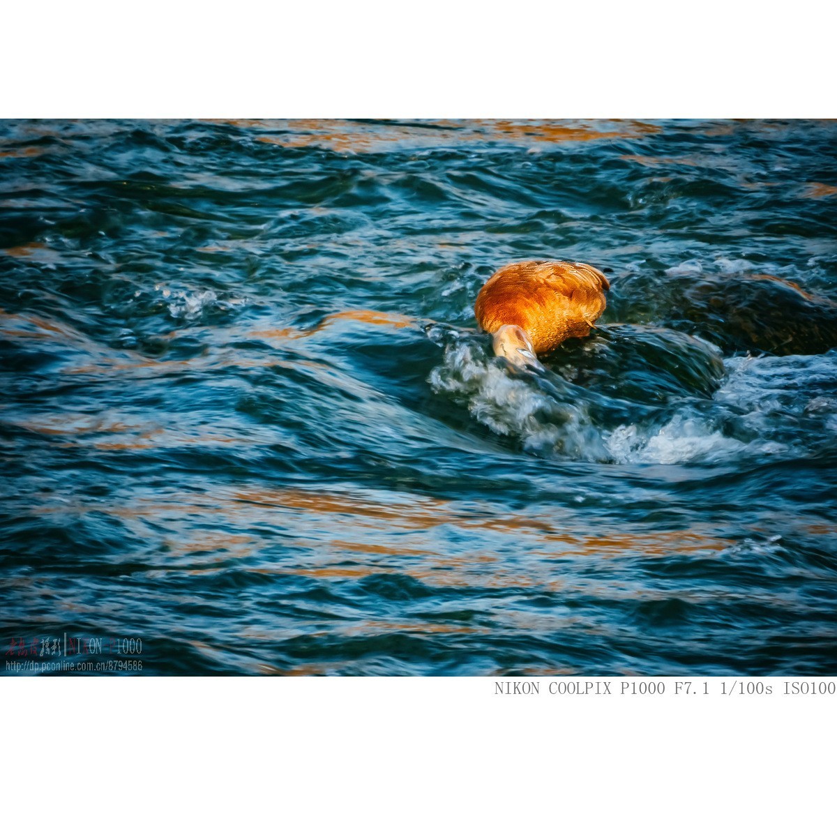 暮光里的赤麻鸭