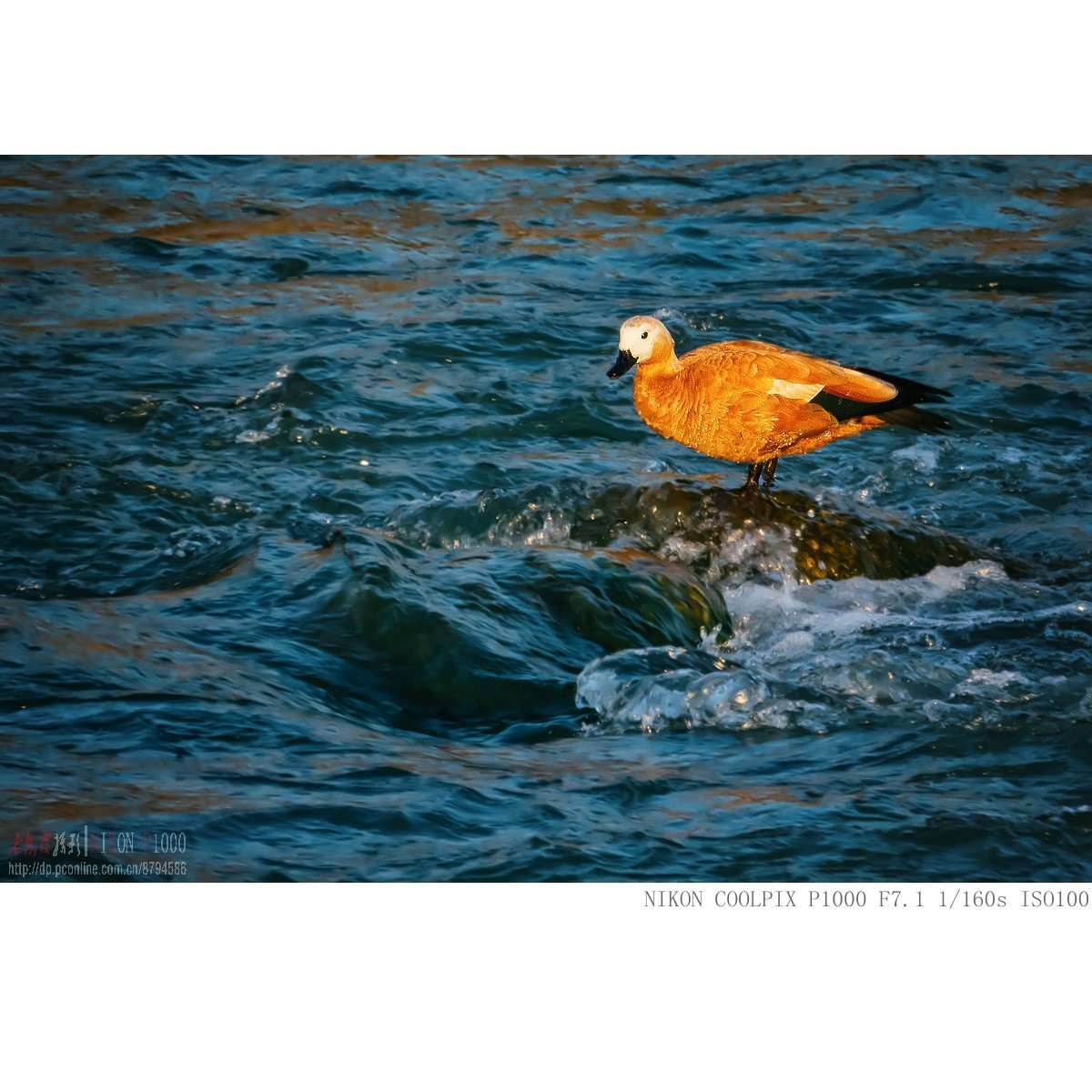 暮光里的赤麻鸭