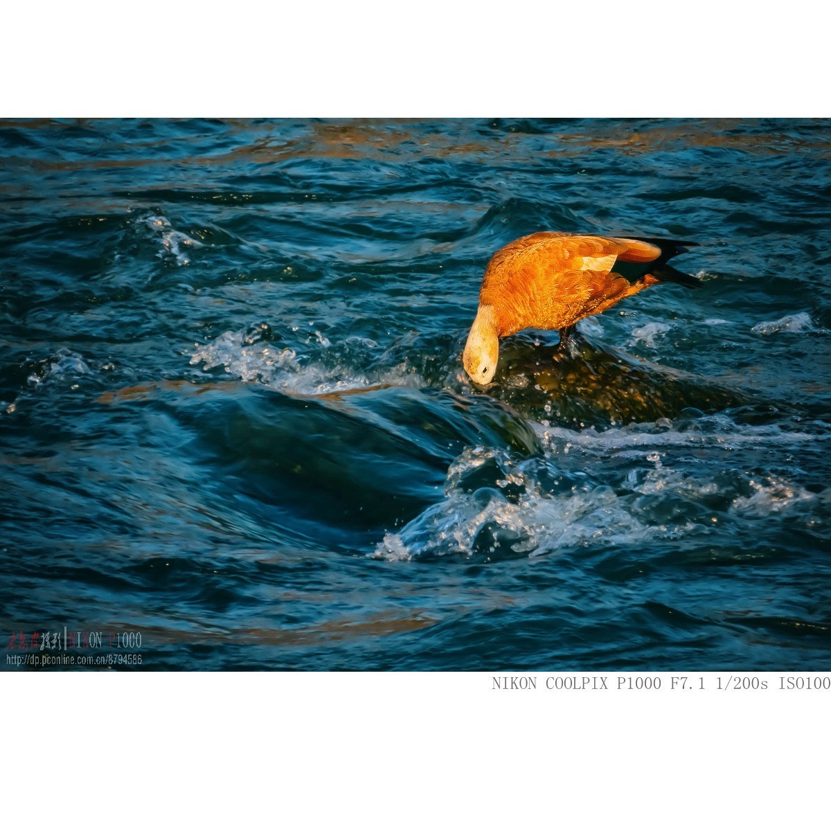 暮光里的赤麻鸭