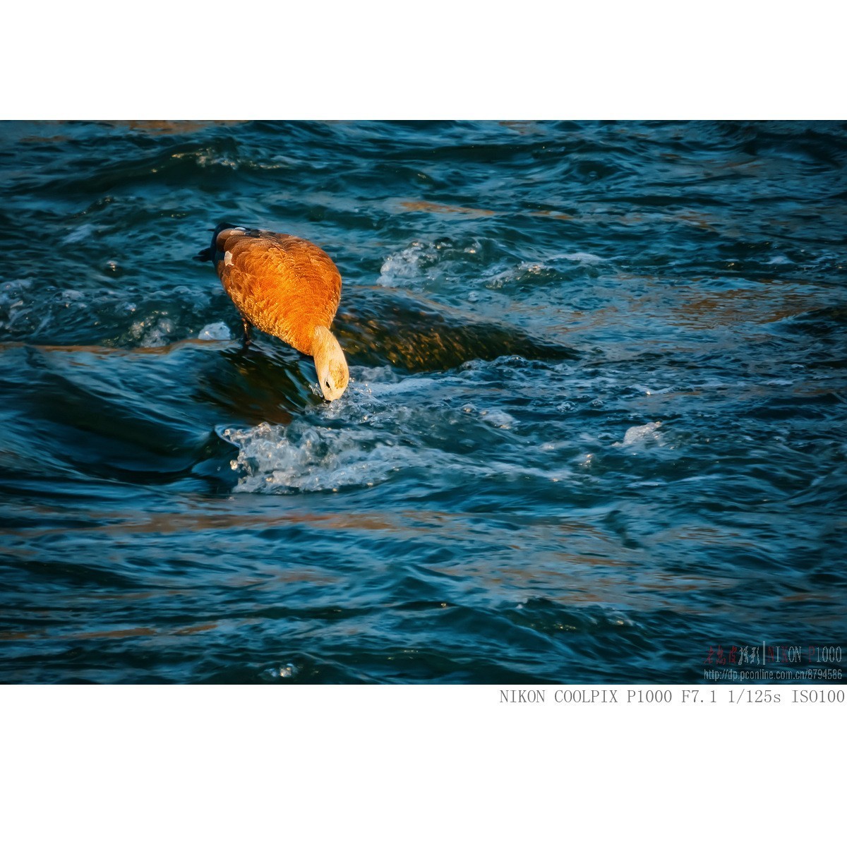 暮光里的赤麻鸭